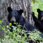 Black bears in Alaska. Photo by Mike Lessley.