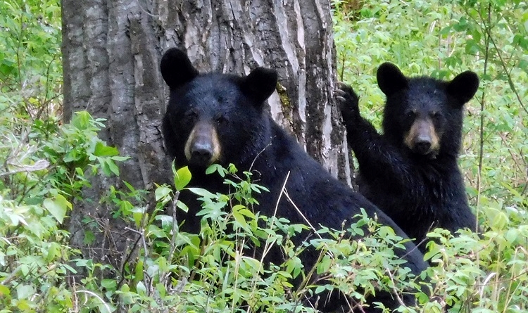 Black bears in Alaska. Photo by Mike Lessley.