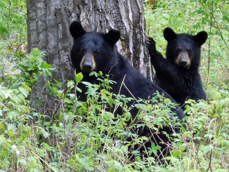 Black Bears in Alaska. Photo by Mike Lessley.