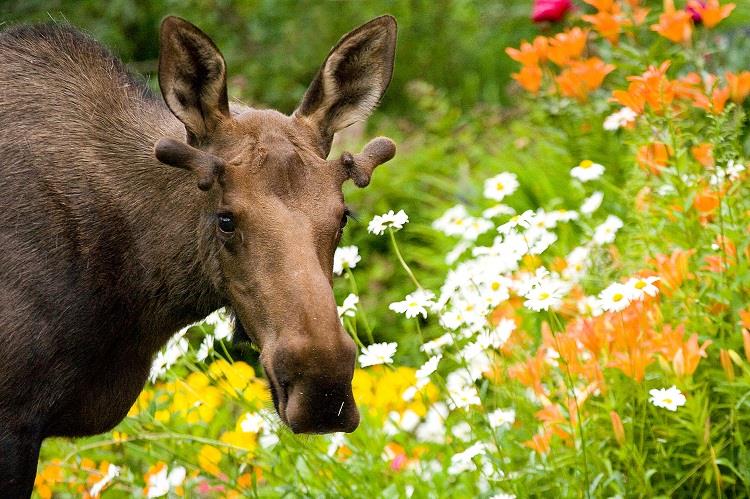 Spotting moose is possible in travel throughout Alaska. Photo by Wayde Carroll.