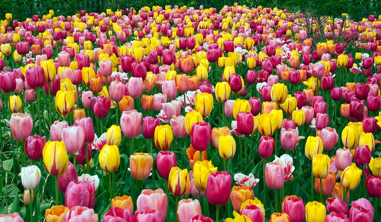 Floriade is akin to a world's fair for flower buffs. Photo by Tauck Creative.