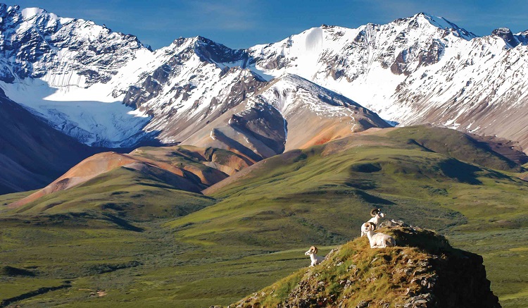 Denali National Park in Alaska. Photo by Tauck Creative.