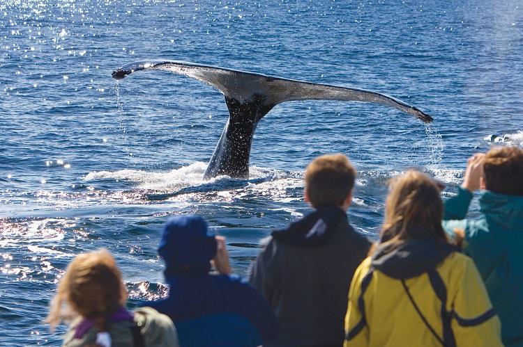 Whale watching is one fun activity on Tauck's