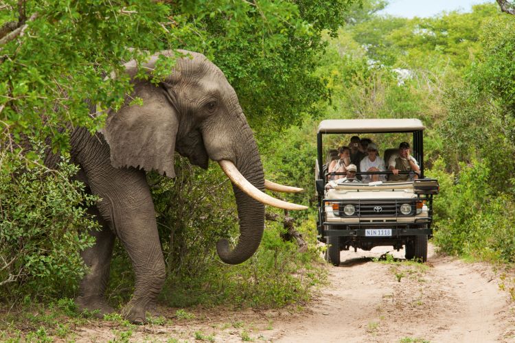 Look for the "Big Five" (including elephants) is a popular activity for Regent Seven Seas Cruises' guests on a cruise that calls at South African ports. Photo courtesy of Tourism South Africa.