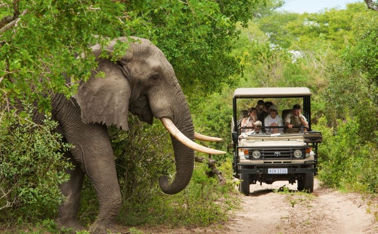 Regent Seven Seas Cruises offers shore excursion to many big game reserves in South Africa. Photo by Tourism South Africa.