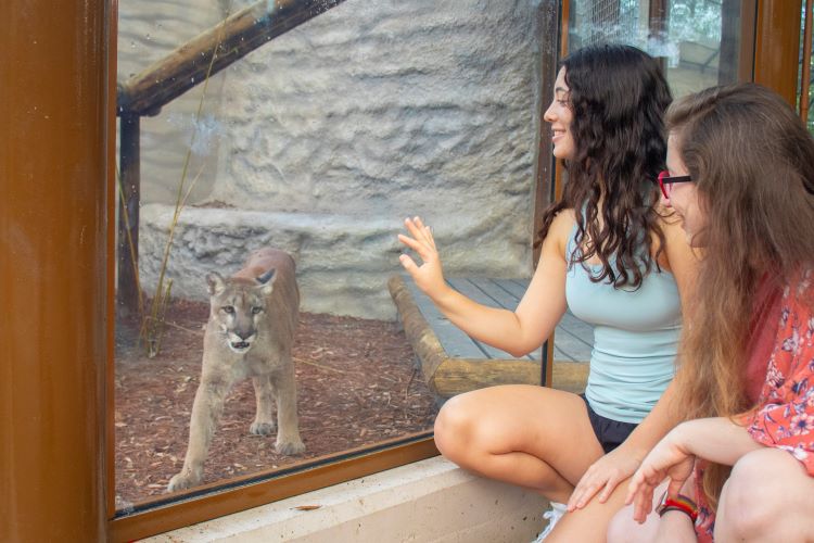 New exhibit at ZooTampa, "Florida Wilds," protects black bears and Florida panthers deemed "unreleasable" in a new preservation exhibit. Photo by ZooTampa at Lowry Park. 