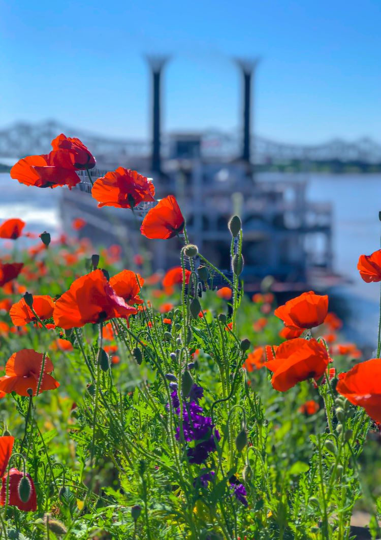 Red poppies, a symbol of Natchez are shown along the Mississippi River. Photo courtesy of Visit Natchez.