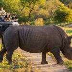 Rhino is spotted on a game drive in a South African preserve. Photo courtesy of Tourism South Africa.