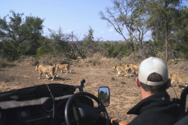 Heading out on safari game drives to look for African wildlife such as lions is a top draw of a luxury cruise to South African ports. Photo by Visit South Africa.