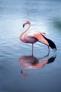 Galapagos Flamingo. Photo by Sven-Olof Lindblad.