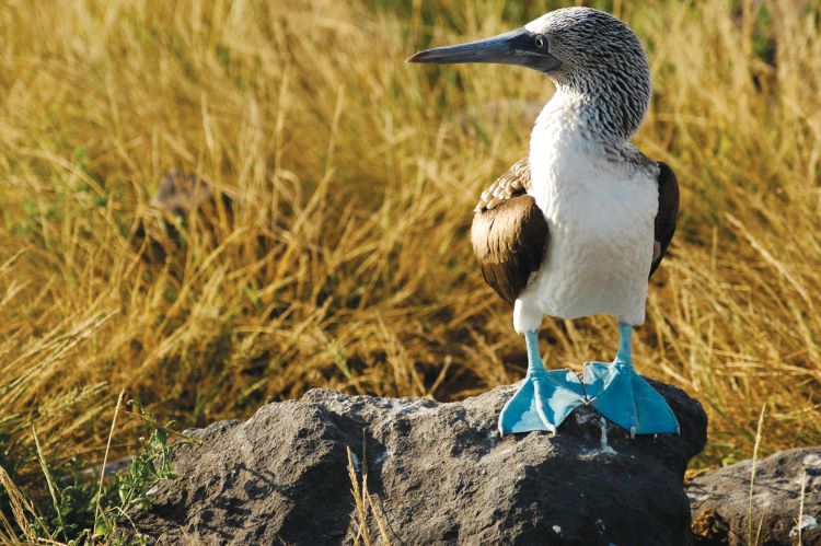 Blue Footed Booby, one of the most endearing of all the Galapagos' wildlife. Photo courtesy of Lindblad Expeditions-National Geographic.