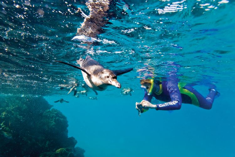 An adult Galpagos Penguin is shown in Galapagos waters with a snorkeler. Photo copyrighted by Michael S. Nowlan.