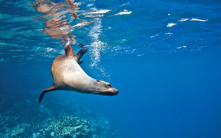 A Galapagos Sea Lion dives beneath the surface in search of a meal. Photo copyright by Michael S. Nolan.