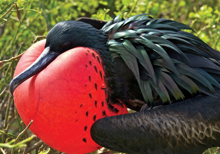 Male Galapagos Frigata Bird inflates his red crop to try and attract a female with which to mate. Photo by Sven Olof-Lindblad.