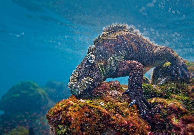 The Galapagos Marine Iguana "dines" underwater on marine algae. Photo by Michael S. Nolan 