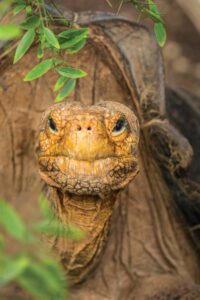 The Galapagos Giant Tortoise is the largest such tortoise species on Earth. Photo copyright by Marco Ricca. 