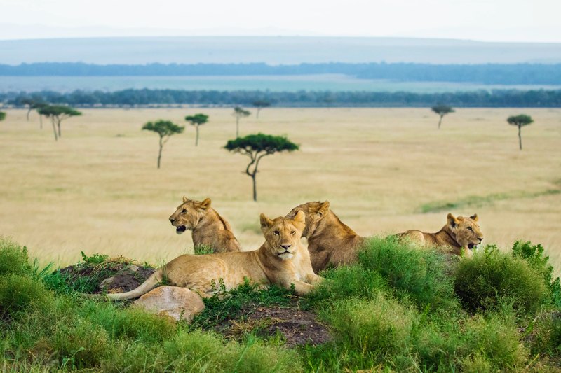 Lions resting in the Kenyan countryside. Photo by Peter Githaka, Copyright by PG_SafariPhotography, provided by Micato Safaris.