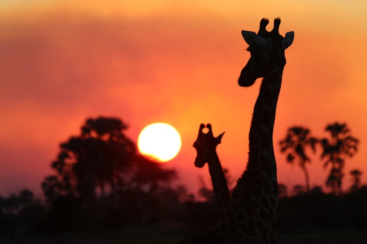 Micato Private Safari guests in Kenya will head out on both day and night game drives to see majestic animals in the wild. Photo by Donald Leebow provided by Micato Safaris.