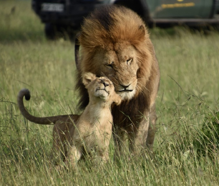 A sweet moment between a male lion and its cub.Seeing lions roaming freely in the wild is a breathtaking experience on a Micato Private Safari. Photo by Jill Bloom, provided by Micato Safaris.