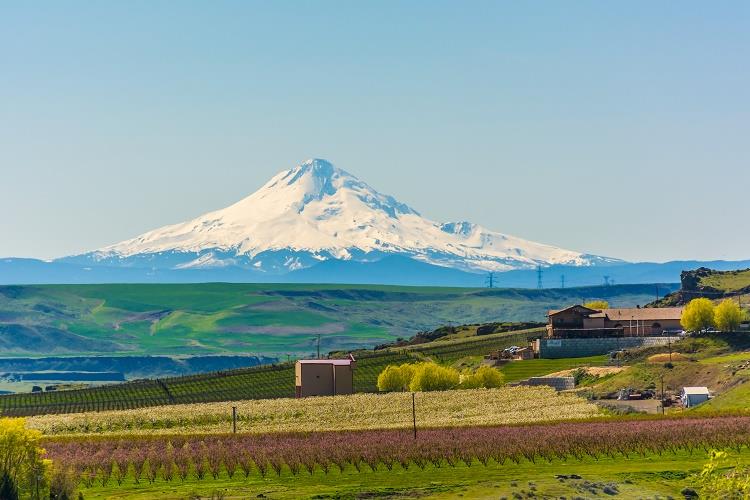 Mount Hood and the Cascades provide an optimum environment for the growing of grapes around The Dalles. Photo by American Queen Voyages. 