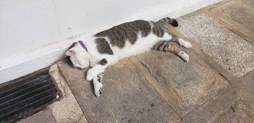 Six-toed cats are residents of the Hemingway House and Museum in Key West. Photo by Susan J. Young.