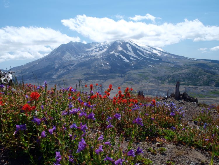 View of Mount St. Helens from Johnston Ridge. Photo by American Queen Voyages.