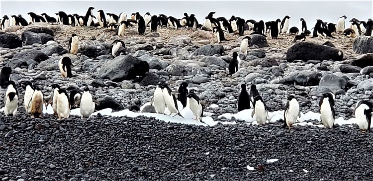 Penguins galore! A Zodiac cruise to Paulet Island in the Weddell Sea provides these kinds of views. Photo by Susan J. Young.