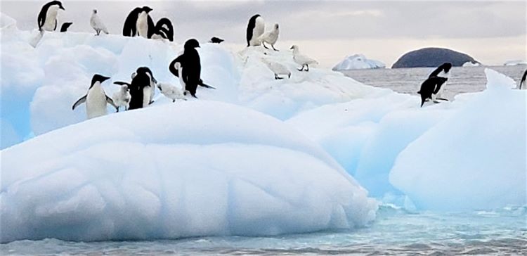 Penguins are seen scurrying about a small glacier iceberg during a Silver Endeavour Zodiac excursion. Photo by Susan J. Young.