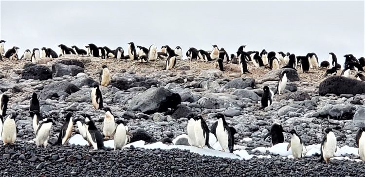 Paulet Island in Antarctica is home to more than 100,000 pairs of breeding penguins. Photo by Susan J. Young.
