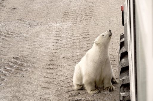 A polar bear has approached the side of a raised tundra vehicle. Photo by Tourism Manitoba. 