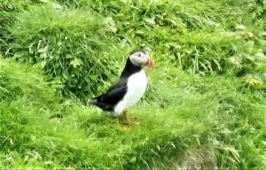 Cute puffins abound in the Westman Islands of Iceland. Photo by Jason Leppert