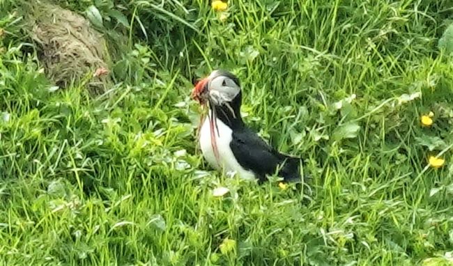 Cufe puffin at Heimaey, Westman Islands, Iceland. Photo by Jason Leppert.