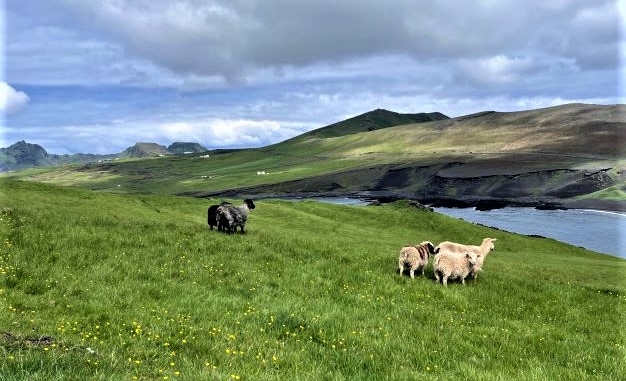 Many sheep roam freely on Heimaey in the Westman Islands of Iceland. Photo by Megan Leppert.