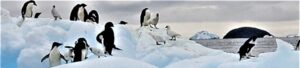 Penguins in Antarctica on an iceberg. Photo by Susan J. Young.