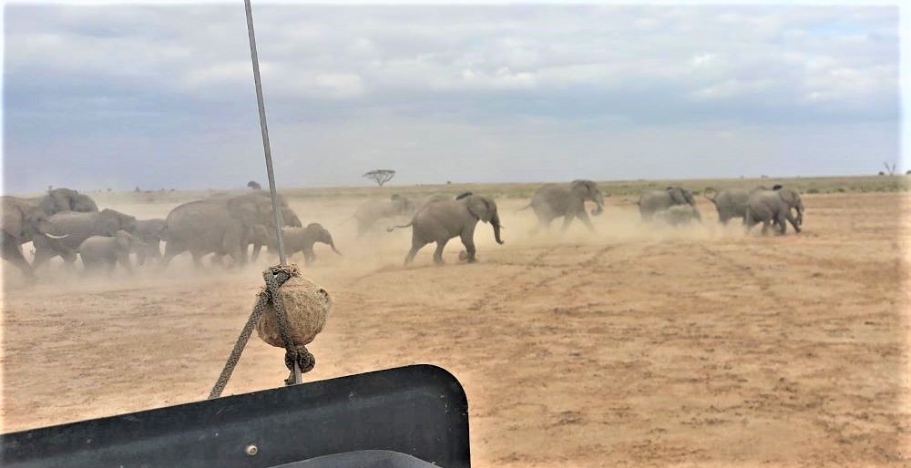 Elephants traverse a dry salt lake at Amboseli National Park in Kenya. Photo by Lee Alvarez.