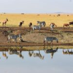 Tauck escorted tours to East Africa deliver a superb wildlife experience and a chance to straddle the Equator too. Photo by Tauck.