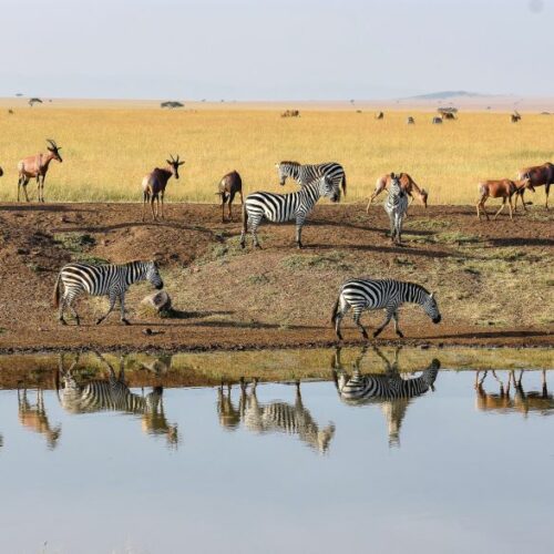 Tauck escorted tours to East Africa deliver a superb wildlife experience and a chance to straddle the Equator too. Photo by Tauck.
