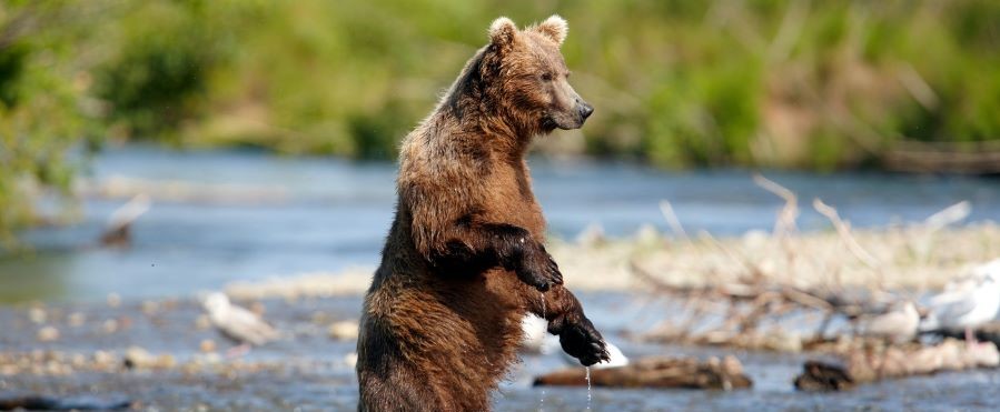 Bears are a part of the Alaska eco-landscape. Photo at Katmai National Park. Photo by State of Alaska/Chris McLennan.