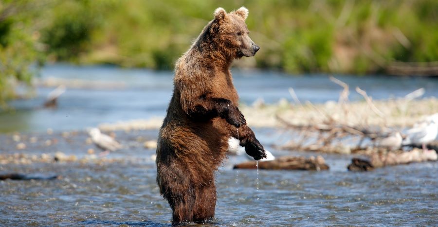 A bear eyeballs the river near Brooks Falls for salmon. Photo by the State of Alaska/Chris McLennan.