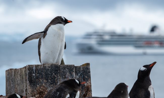 Penguins galore await Viking's expedition cruise guests in Antarctica. Photo by Viking. 