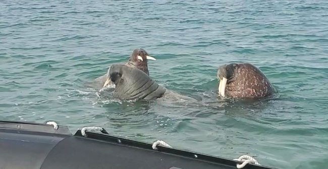 Three walruses were spotted just off a Seabourn Venture Zodiac that had made a shore landing while sailing the Arctic. Photo by Jocelyn Burgess.