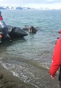 You too could be standing just ashore in Svalbard when a trio of walruses shows up to investigate. Photo by Jocelyn Burgess.