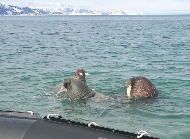 A trio of curious walruses came up to a Seabourn Venture Zodiac. Guests had just landed, and the walruses were very close. Photo by Joselyn Burgess.