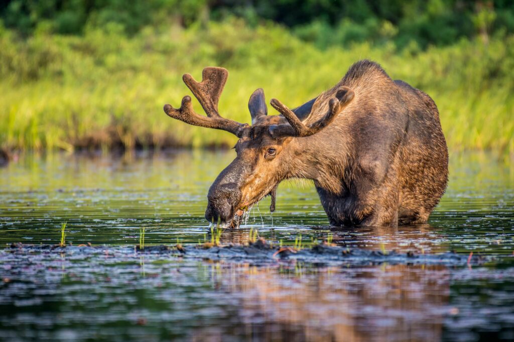 Many cruisers desire to see a moose in the wild during their Alaska cruise. Photo by Holland America Line. 