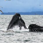 Whales bubble feeding in Juneau. © State of Alaska/Reinhard Pantke