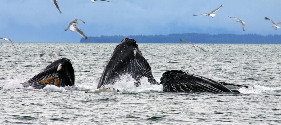 Whales bubble feeding in Juneau. © State of Alaska/Reinhard Pantke