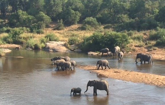 A large herd of elephants is spotted at Sabi Sands Game Reserve. Photo by Megan Steward of Pavlus Travel. 