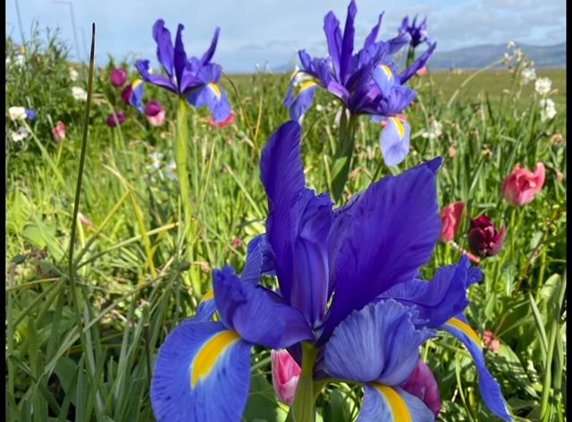 Personal travel planner Dianne Kincaid loves snapping photos of lovely flowers on her world travels. Photo by Dianne Kincaid.