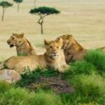 Lions resting in the Kenyan countryside. Photo by Peter Githaka, Copyright by PG_SafariPhotography, provided by Micato Safaris.