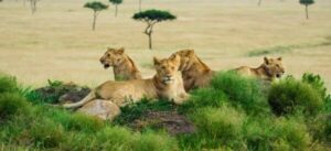 Lions resting in the Kenyan countryside. Photo by Peter Githaka, Copyright by PG_SafariPhotography, provided by Micato Safaris.